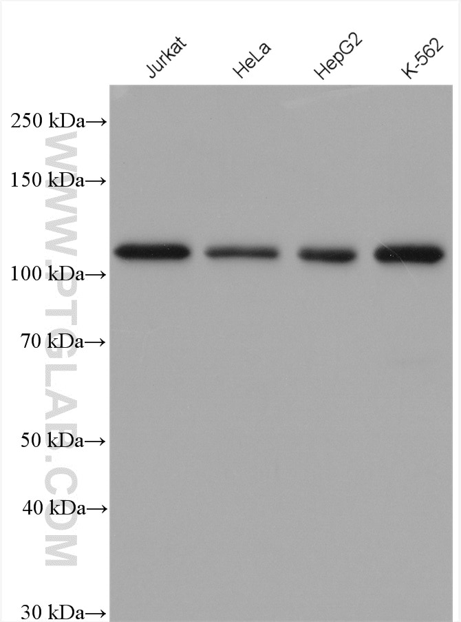 Western Blot (WB) analysis of various lysates using PMS1 Polyclonal antibody (28186-1-AP)