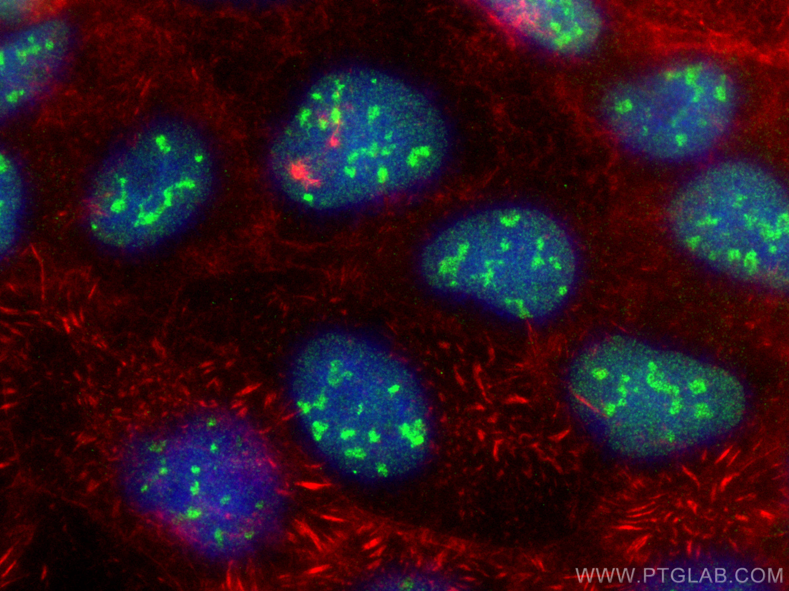 Immunofluorescence (IF) / fluorescent staining of Caco-2 cells using PMS1 Monoclonal antibody (68413-1-Ig)