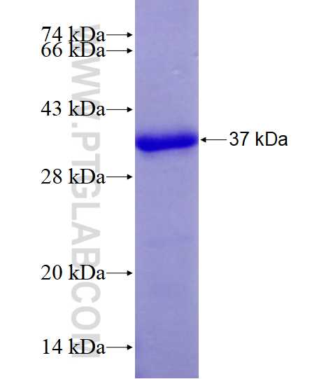 PMS1 fusion protein Ag28127 SDS-PAGE