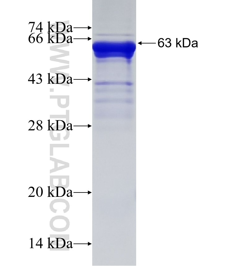 PMS1 fusion protein Ag28132 SDS-PAGE
