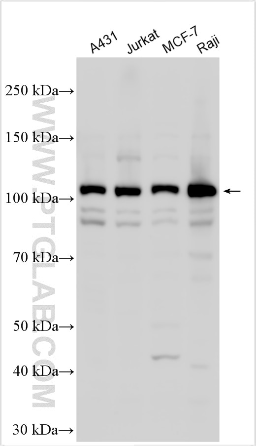 Western Blot (WB) analysis of various lysates using PMS2 Polyclonal antibody (18164-1-AP)