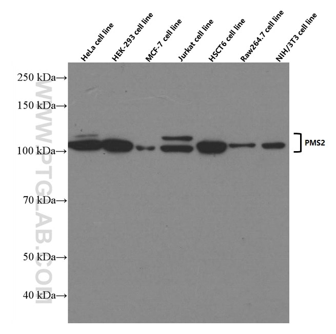 Western Blot (WB) analysis of HeLa cells using PMS2 Monoclonal antibody (66075-1-Ig)