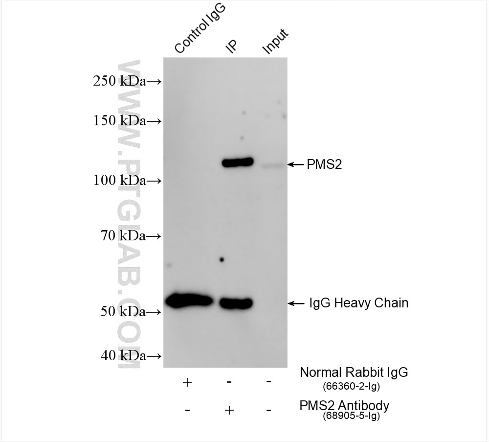 IP result of anti-PMS2 (IP:68905-5-Ig, 4ug; Detection:68905-5-Ig 1:1000) with HEK-293 cells lysate 1800 ug. Immunoprecipitation (IP) experiment of HEK-293 cells using PMS2 Monoclonal antibody (68905-5-Ig)