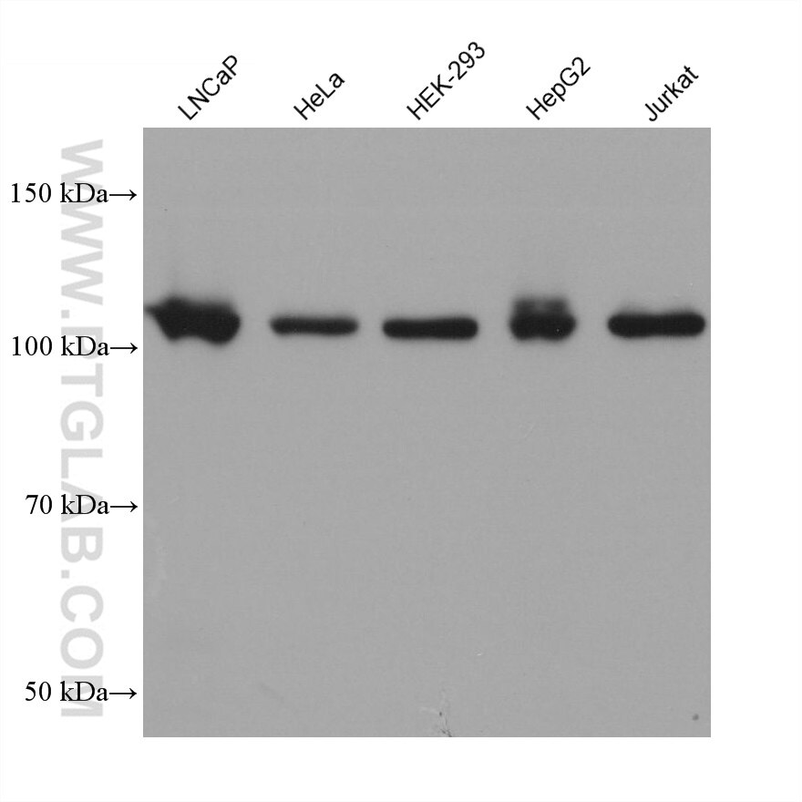 Western Blot (WB) analysis of various lysates using PMS2 Monoclonal antibody (68905-5-Ig)