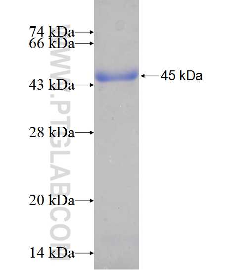 PMS2 fusion protein Ag12661 SDS-PAGE