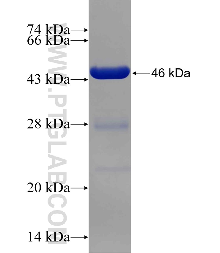 PMVK fusion protein Ag8141 SDS-PAGE