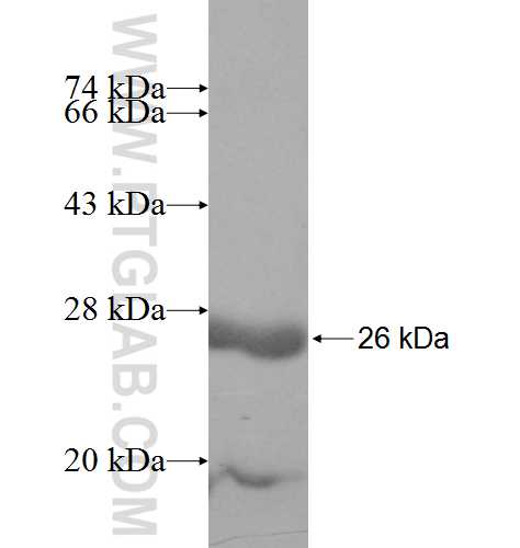 PMVK fusion protein Ag8234 SDS-PAGE