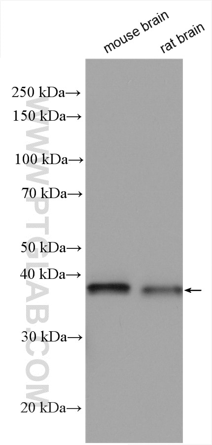 Western Blot (WB) analysis of various lysates using PNCK Polyclonal antibody (13712-1-AP)