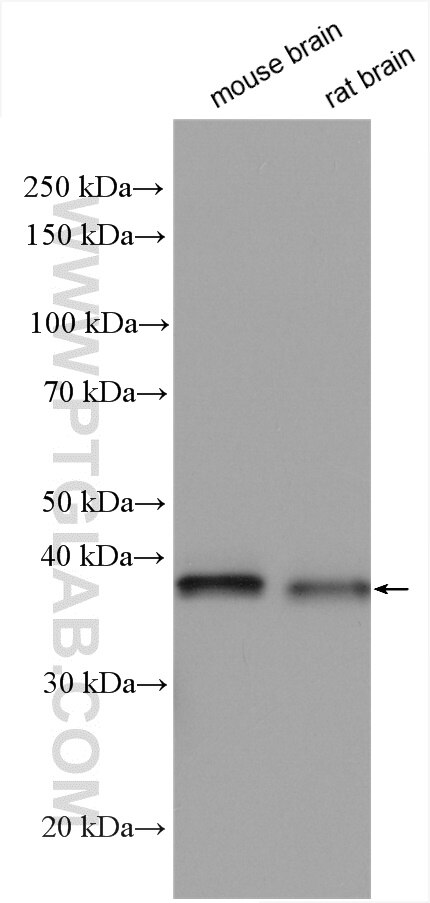 Western Blot (WB) analysis of various lysates using PNCK Polyclonal antibody (13712-1-AP)