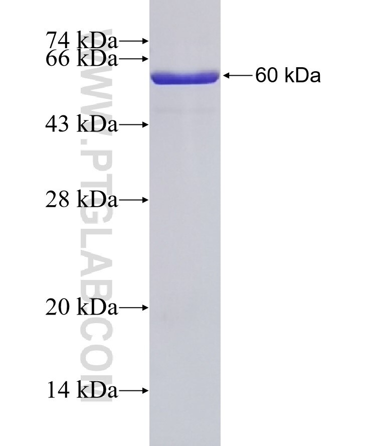 PNGase F fusion protein Ag32772 SDS-PAGE