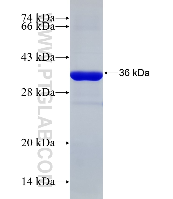 PNGase F fusion protein Ag32781 SDS-PAGE