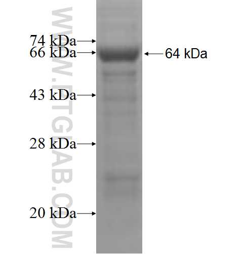 PNKP fusion protein Ag4421 SDS-PAGE