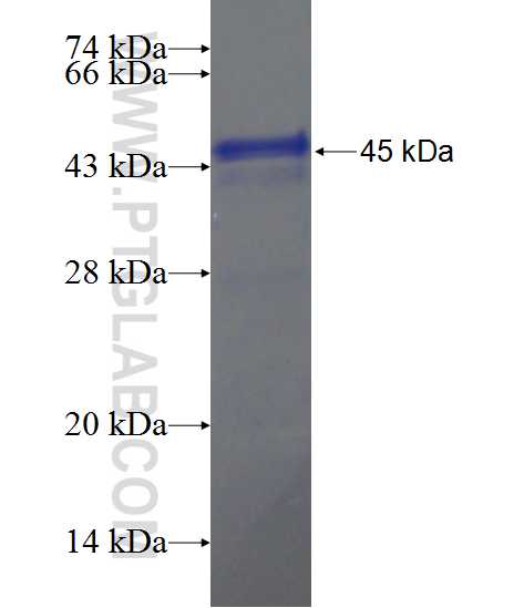 PNLDC1 fusion protein Ag22074 SDS-PAGE