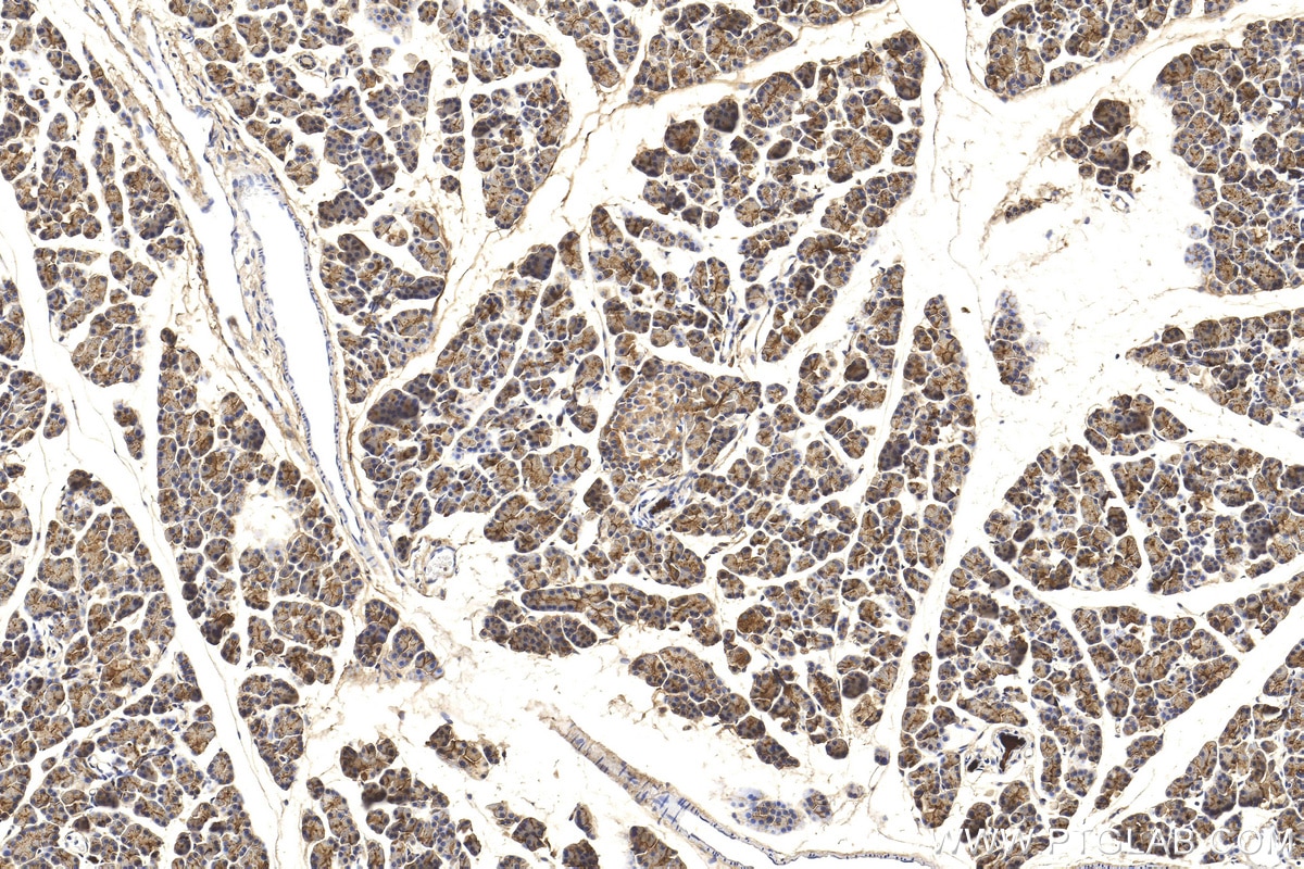 Immunohistochemistry (IHC) staining of rat pancreas tissue using PNLIPRP1 Polyclonal antibody (27341-1-AP)