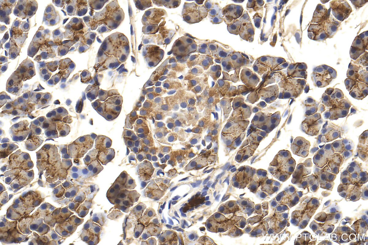 Immunohistochemistry (IHC) staining of rat pancreas tissue using PNLIPRP1 Polyclonal antibody (27341-1-AP)