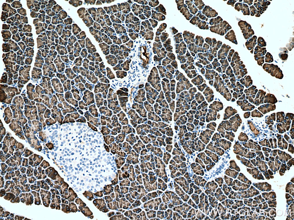 Immunohistochemistry (IHC) staining of rat pancreas tissue using PNLIPRP1 Monoclonal antibody (67603-1-Ig)