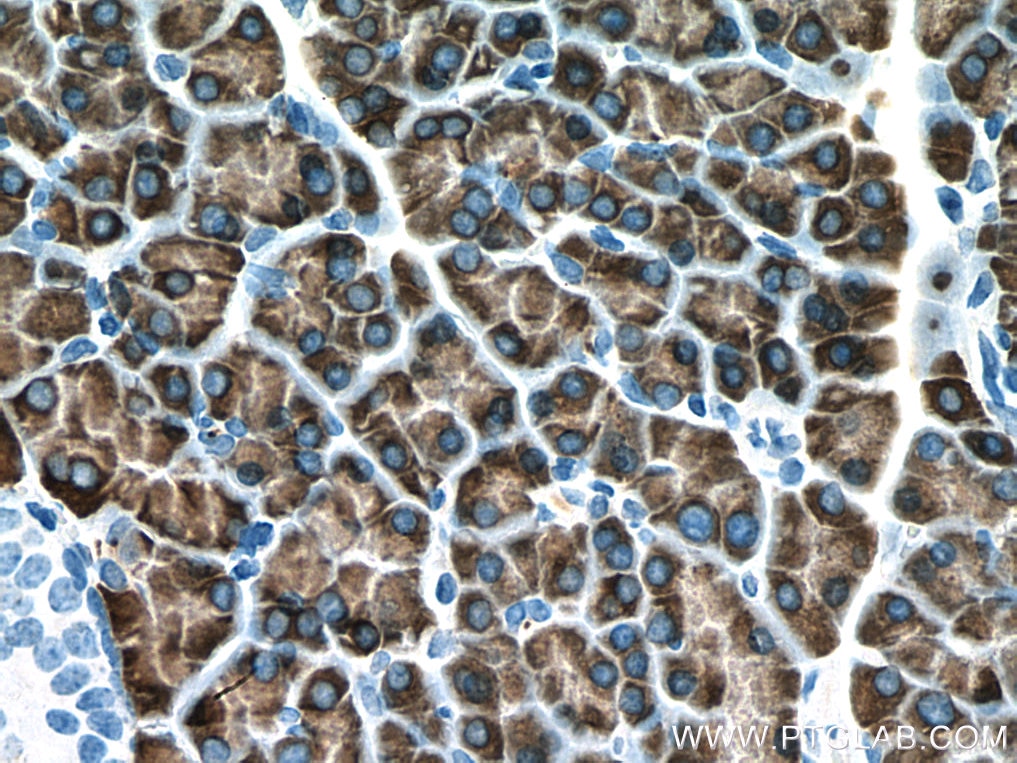 Immunohistochemistry (IHC) staining of rat pancreas tissue using PNLIPRP1 Monoclonal antibody (67603-1-Ig)