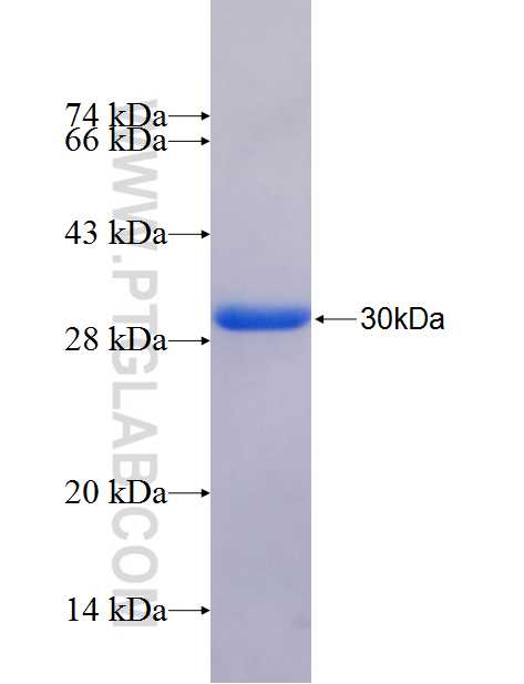 PNLIPRP1 fusion protein Ag26350 SDS-PAGE