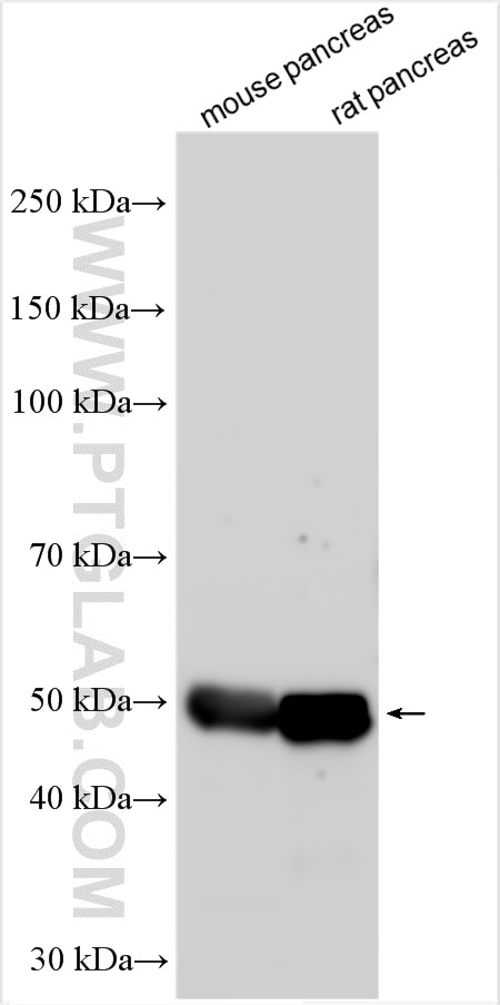 Western Blot (WB) analysis of various lysates using PNLIPRP2 Polyclonal antibody (26218-1-AP)