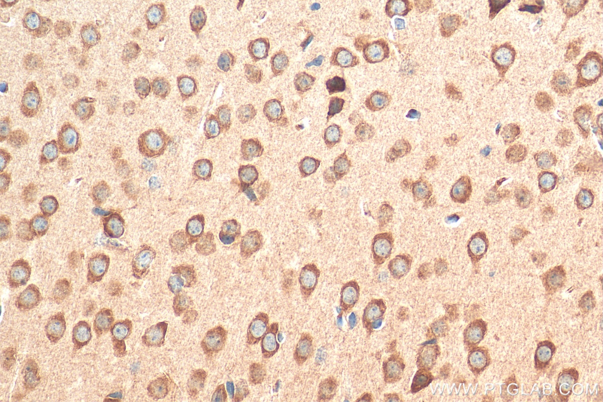 IHC staining of mouse brain using 13631-1-AP