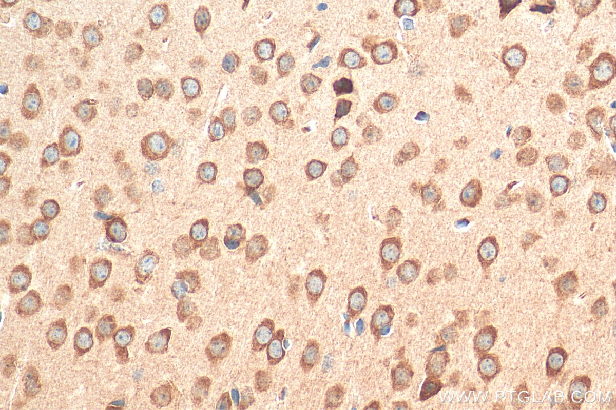 Immunohistochemistry (IHC) staining of mouse brain tissue using PNMA1 Polyclonal antibody (13631-1-AP)