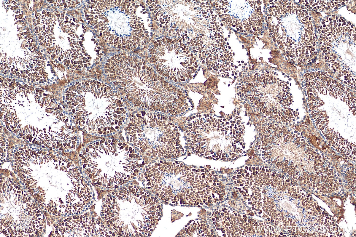 Immunohistochemistry (IHC) staining of mouse testis tissue using PNMA1 Polyclonal antibody (13631-1-AP)