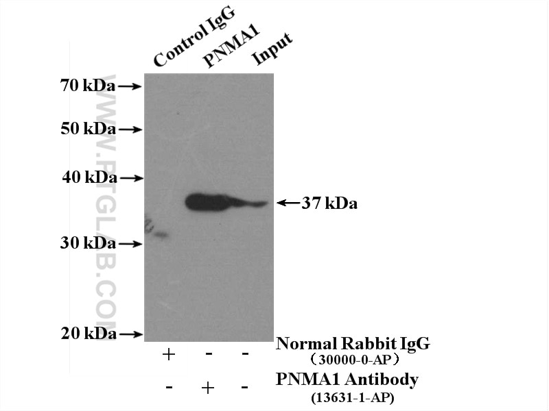 Immunoprecipitation (IP) experiment of mouse testis tissue using PNMA1 Polyclonal antibody (13631-1-AP)