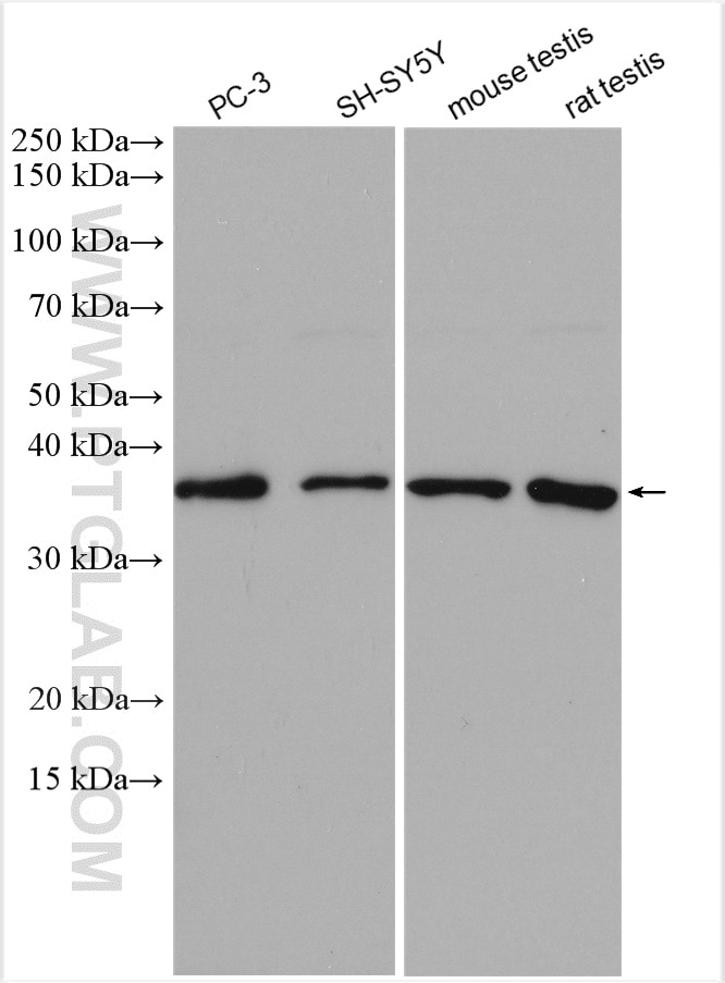 Western Blot (WB) analysis of various lysates using PNMA1 Polyclonal antibody (13631-1-AP)