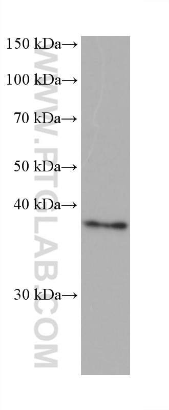 Western Blot (WB) analysis of T-47D cells using PNMA1 Monoclonal antibody (68415-1-Ig)