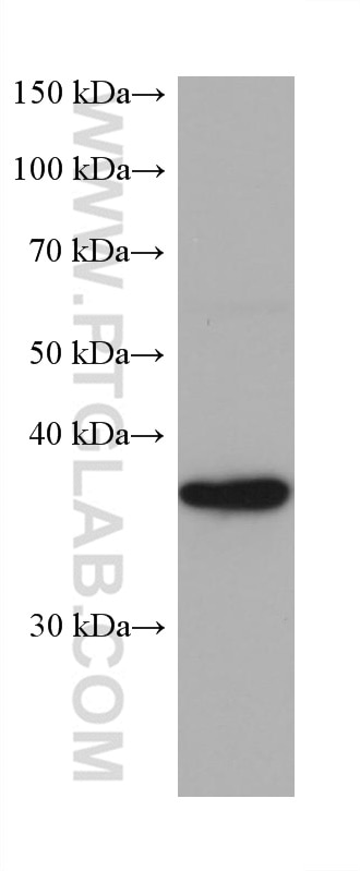 Western Blot (WB) analysis of PC-3 cells using PNMA1 Monoclonal antibody (68415-1-Ig)