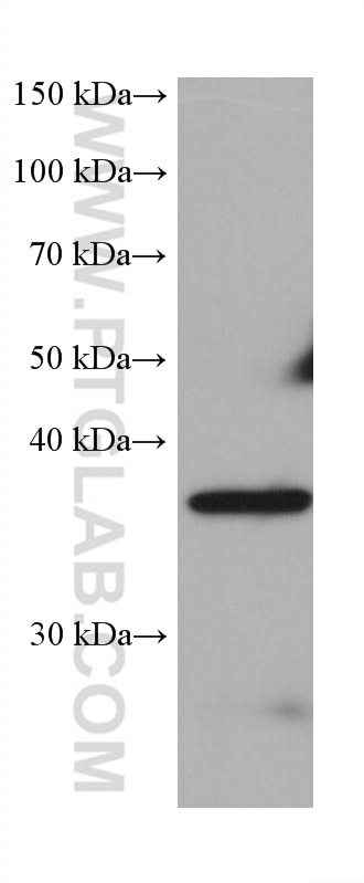 Western Blot (WB) analysis of rat testis tissue using PNMA1 Monoclonal antibody (68415-1-Ig)