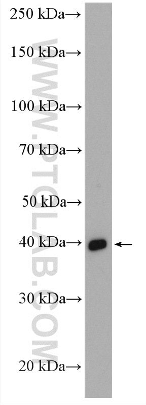 Western Blot (WB) analysis of mouse brain tissue using PNMA2 Polyclonal antibody (16445-1-AP)