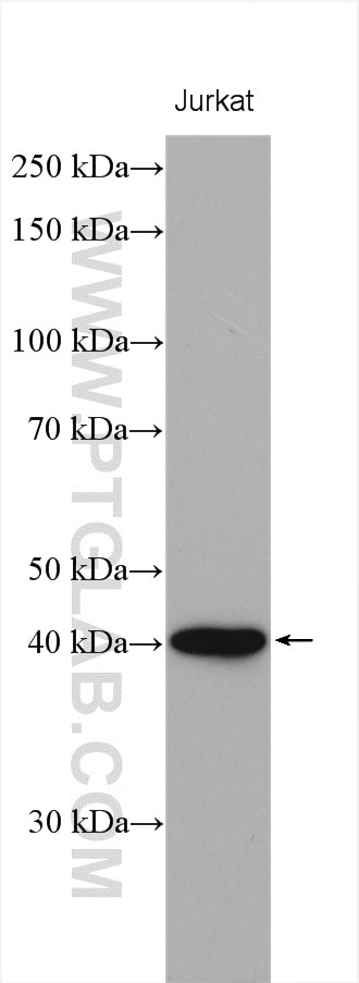 Western Blot (WB) analysis of various lysates using PNMA2 Polyclonal antibody (16445-1-AP)