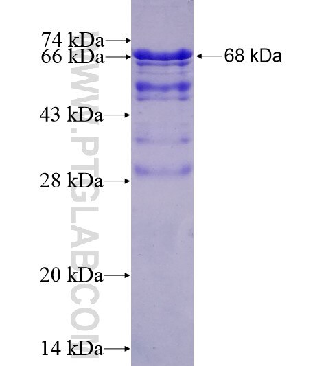 PNMA2 fusion protein Ag10289 SDS-PAGE