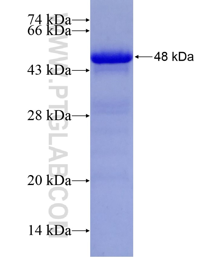 PNMA2 fusion protein Ag10304 SDS-PAGE