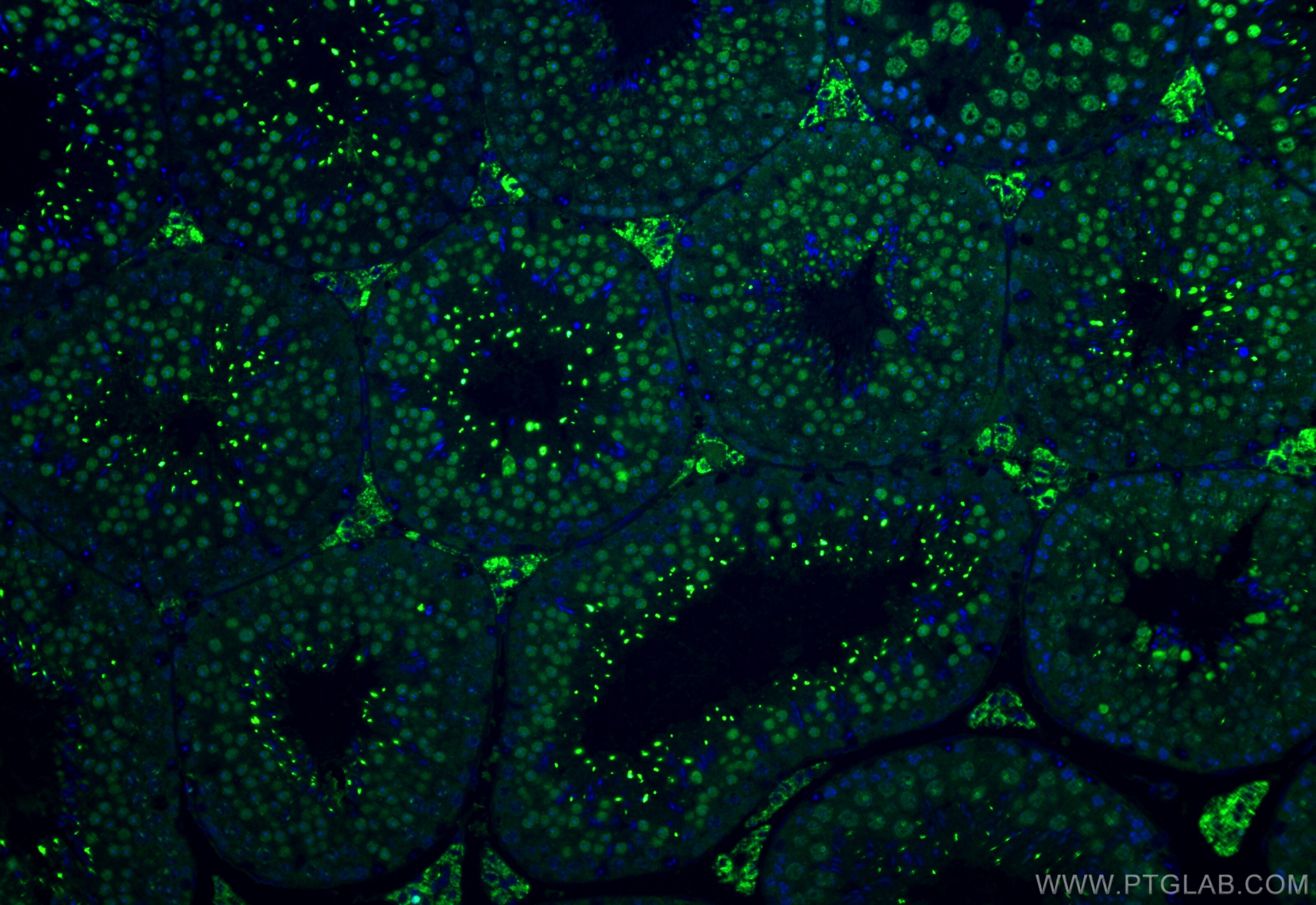 Immunofluorescence (IF) / fluorescent staining of mouse testis tissue using PNMA5 Polyclonal antibody (21770-1-AP)