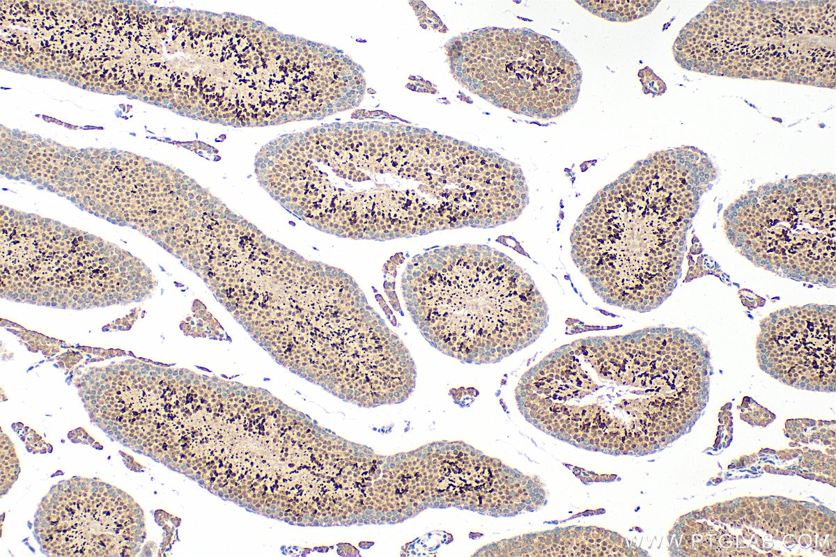 Immunohistochemistry (IHC) staining of mouse testis tissue using PNMA5 Polyclonal antibody (21770-1-AP)