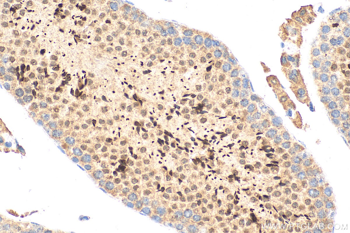 Immunohistochemistry (IHC) staining of mouse testis tissue using PNMA5 Polyclonal antibody (21770-1-AP)
