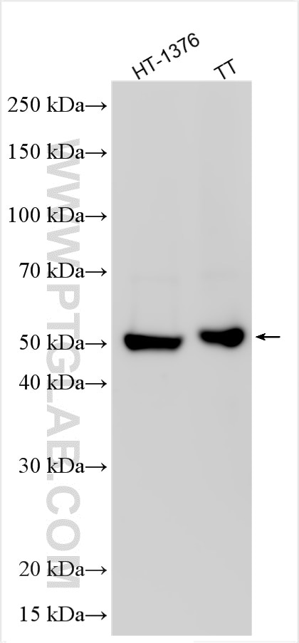 PNMA5