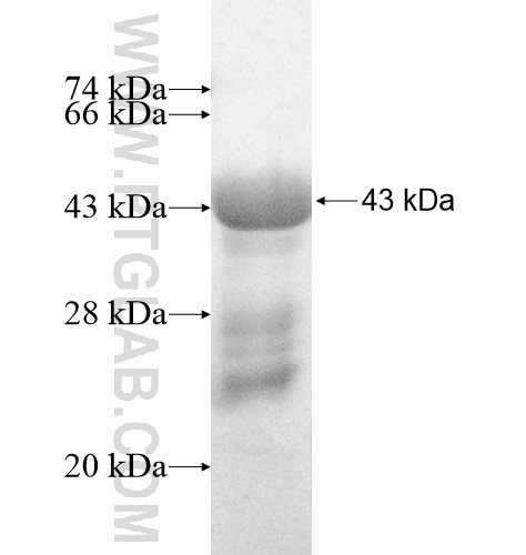 PNMAL1 fusion protein Ag10698 SDS-PAGE