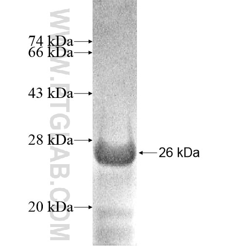 PNMAL1 fusion protein Ag10926 SDS-PAGE PNMAL1 fusion protein Ag10926 SDS-PAGE