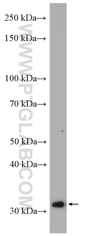 Western Blot (WB) analysis of K-562 cells using PNMT Polyclonal antibody (13217-1-AP)