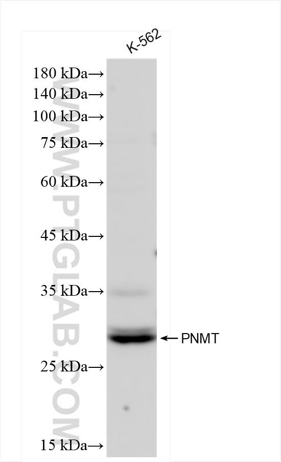 Western Blot (WB) analysis of K-562 cells using PNMT Recombinant antibody (83979-5-RR)