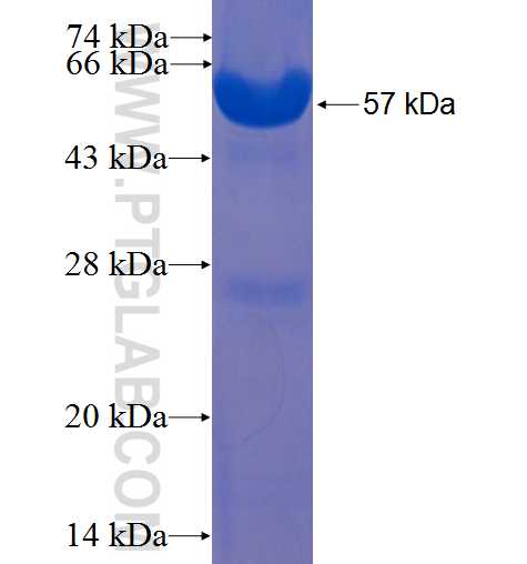 PNMT fusion protein Ag4098 SDS-PAGE