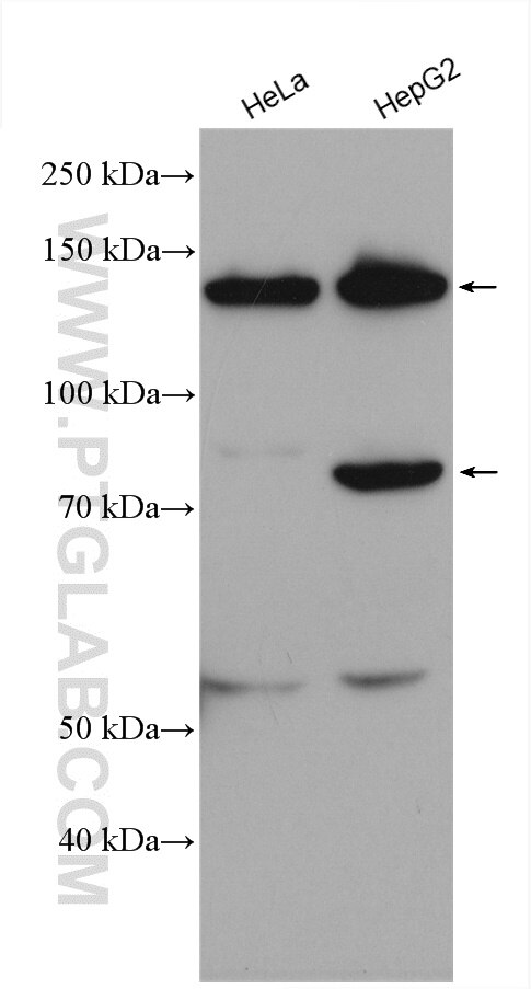 Western Blot (WB) analysis of various lysates using Pinin Polyclonal antibody (18266-1-AP)