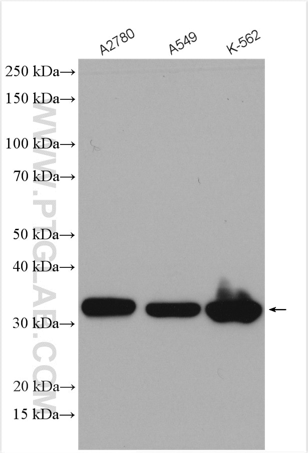 Western Blot (WB) analysis of various lysates using PNO1 Polyclonal antibody (21059-1-AP)