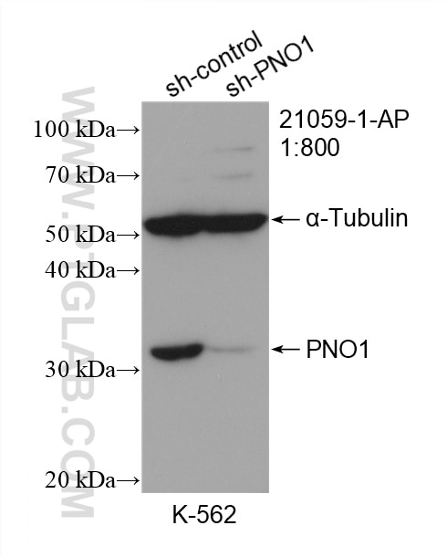 Western Blot (WB) analysis of K-562 cells using PNO1 Polyclonal antibody (21059-1-AP)