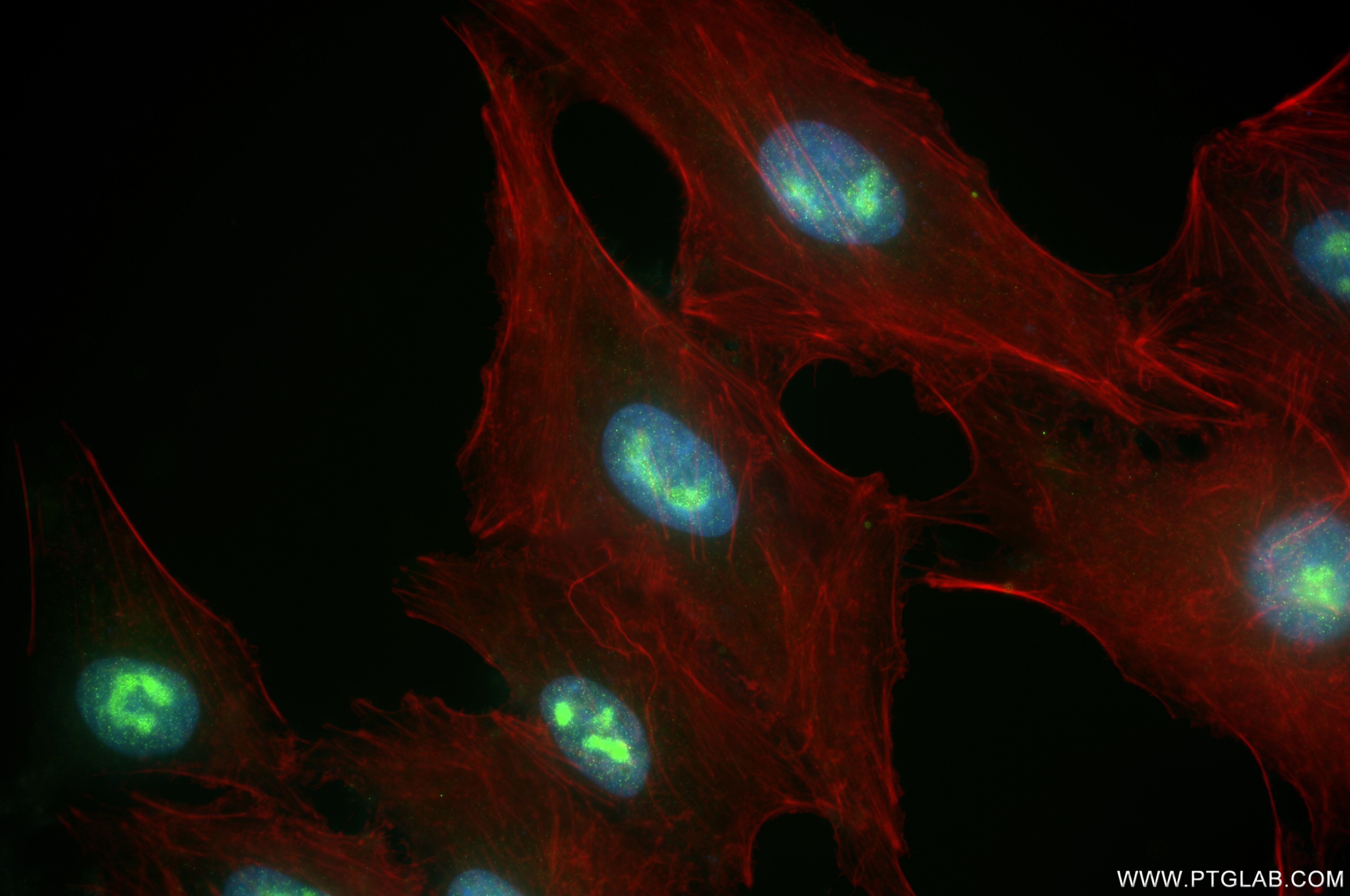 Immunofluorescence (IF) / fluorescent staining of A549 cells using PNO1 Recombinant antibody (85834-4-RR)