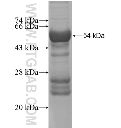 PNO1 fusion protein Ag14752 SDS-PAGE