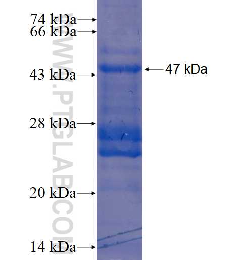 PNOC fusion protein Ag3999 SDS-PAGE